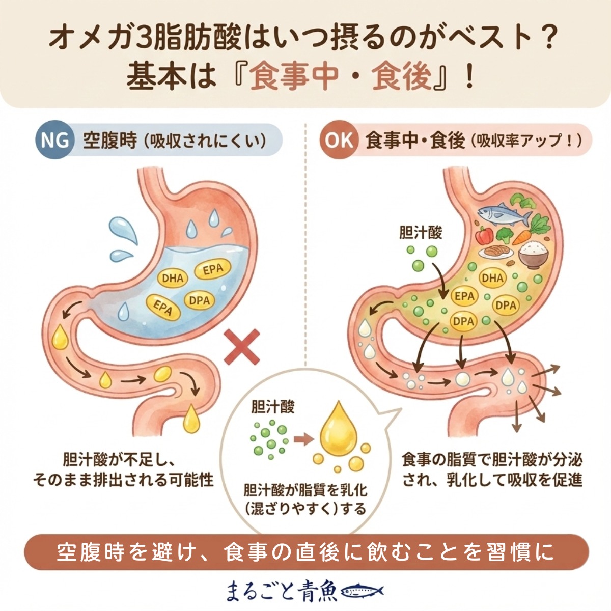 オメガ3サプリは食後に飲むと吸収率が高まる