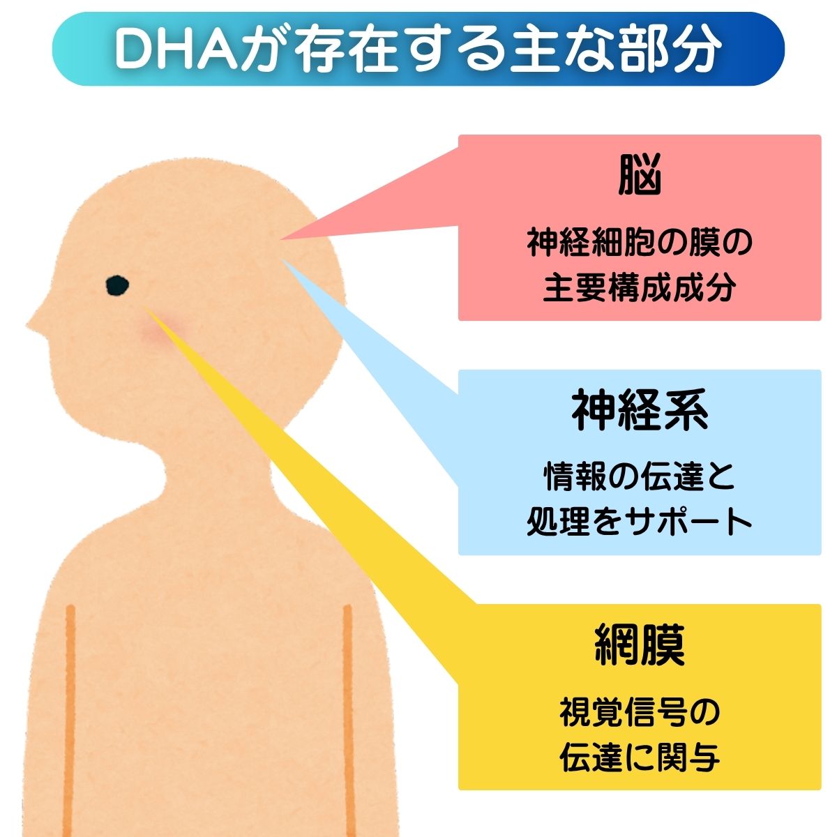 DHAが存在する主な部分