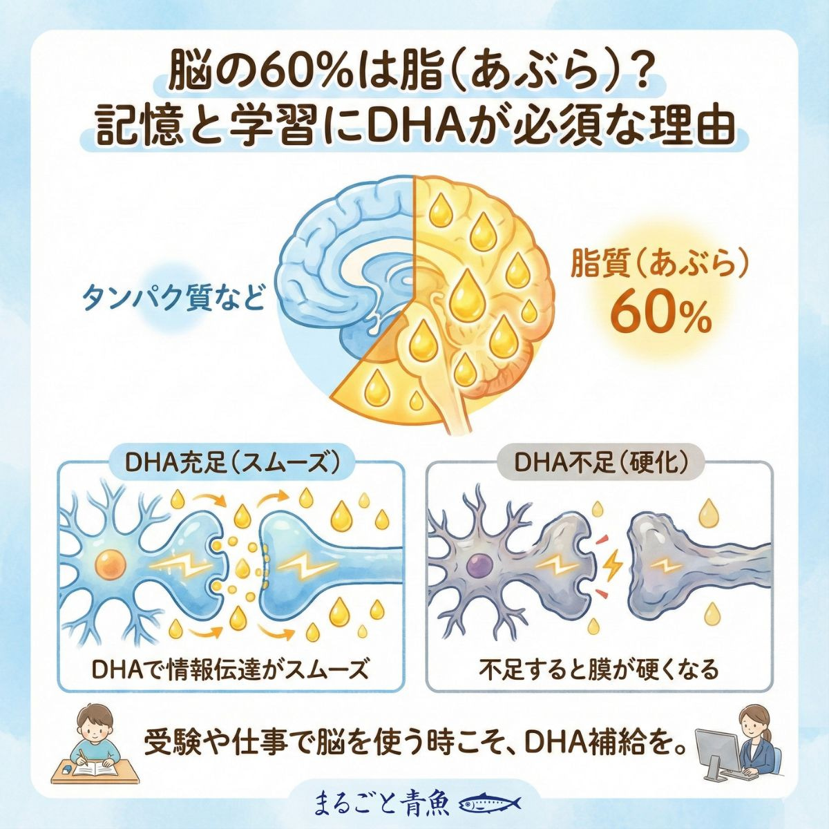 脳の60%は「脂（あぶら）」。記憶と学習にDHAが必須な理由