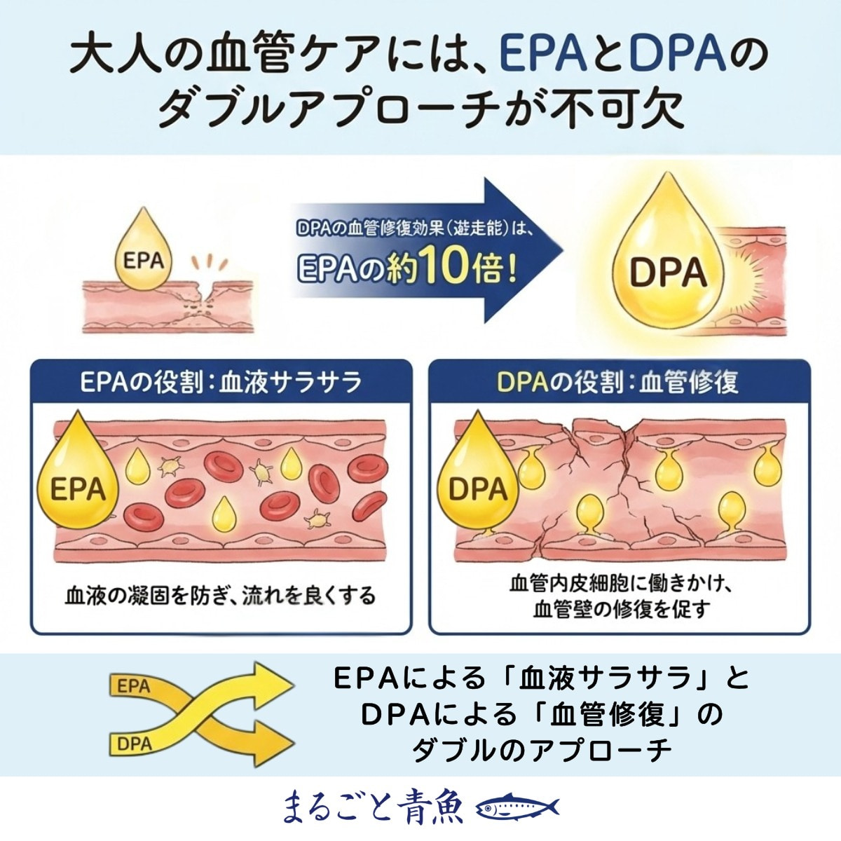 大人の血管ケアにはEPAとDPAのダブルアプローチが不可欠