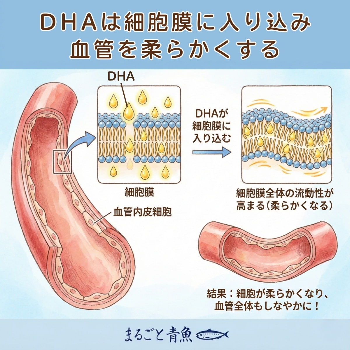 DHAは細胞膜に入り込み、血管を物理的に柔らかくする