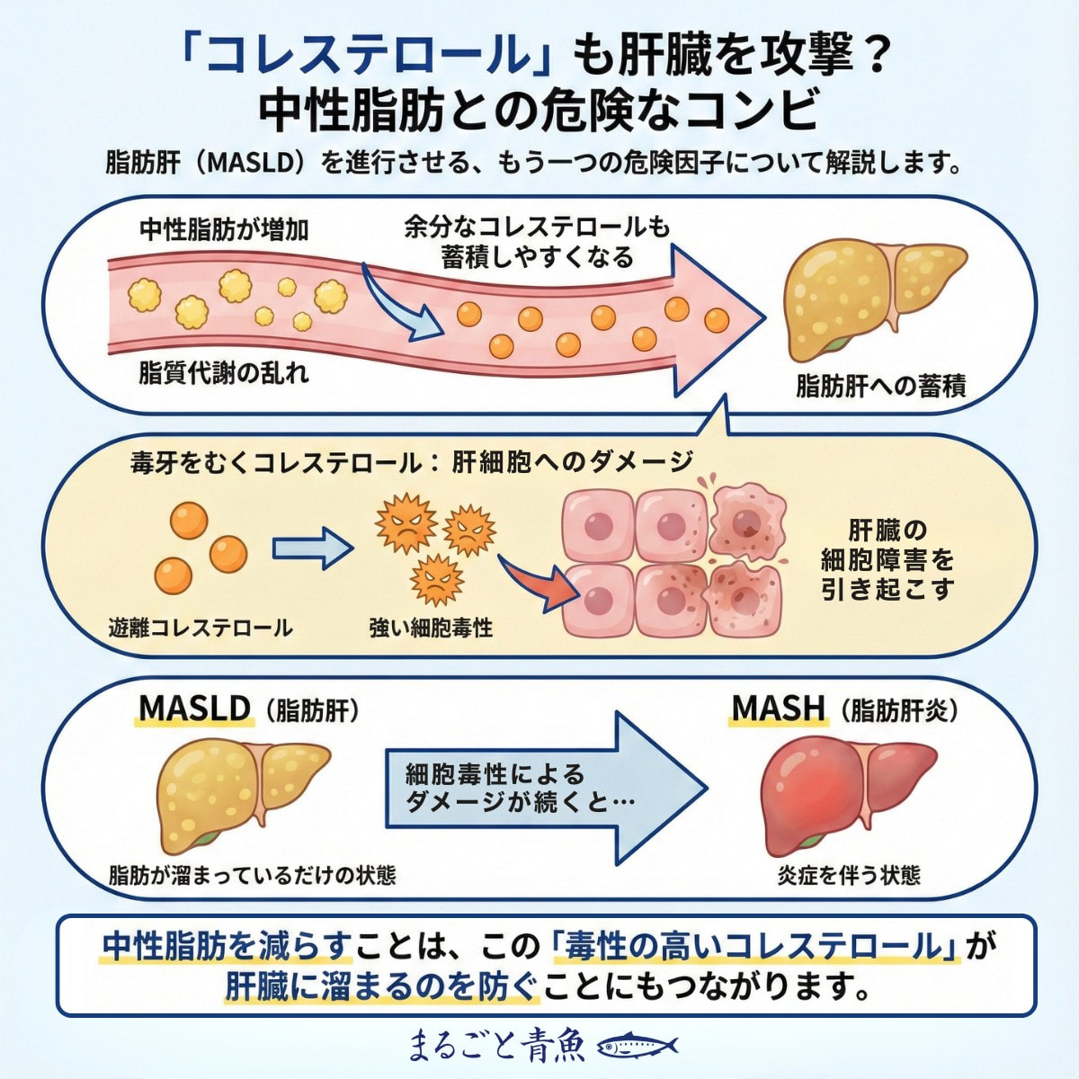 コレステロールも脂肪肝「MASLD」を進行させる