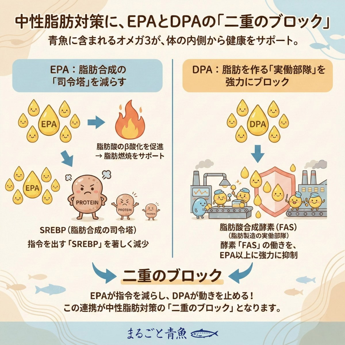 中性脂肪対策にEPAとDPAの二重のブロック