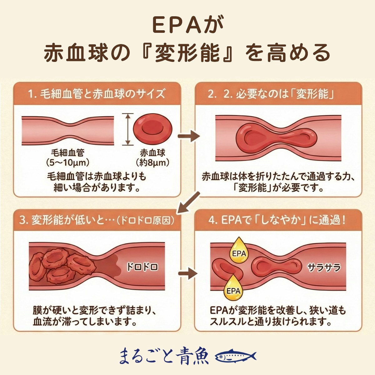 EPAが赤血球の変形能を高める