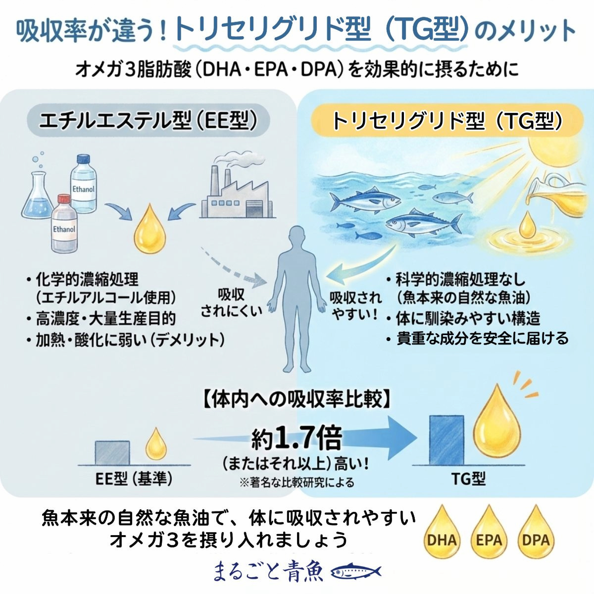 トリグリセリド型のオメガ3脂肪酸サプリメントは吸収率が高い