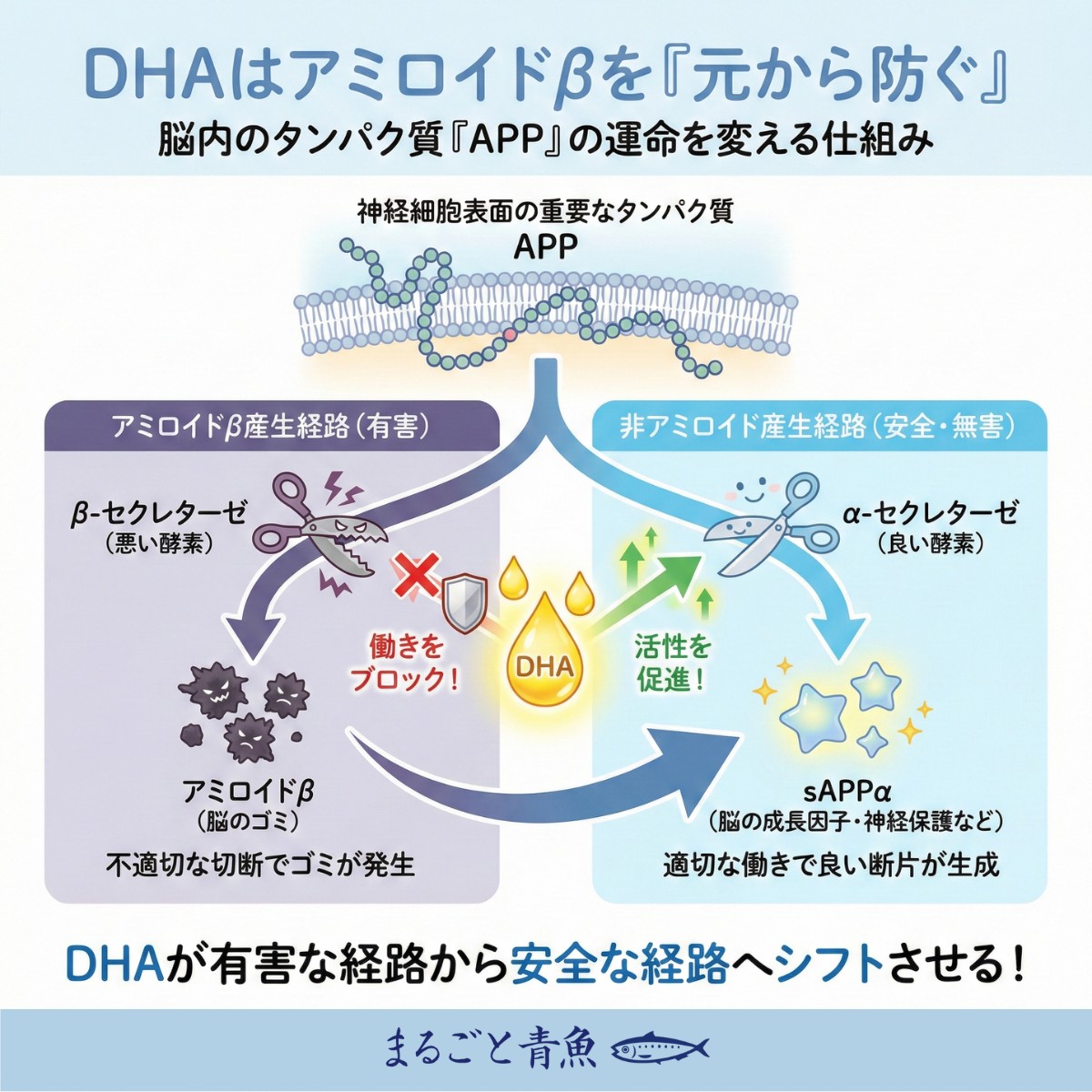 DHAがアミロイドβ生成をを元から防ぐ
