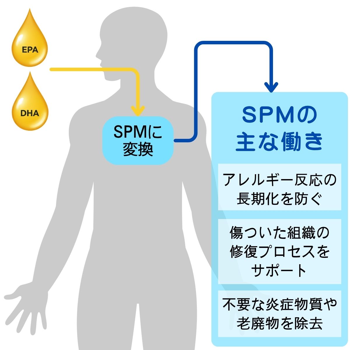 SPMの主な働き