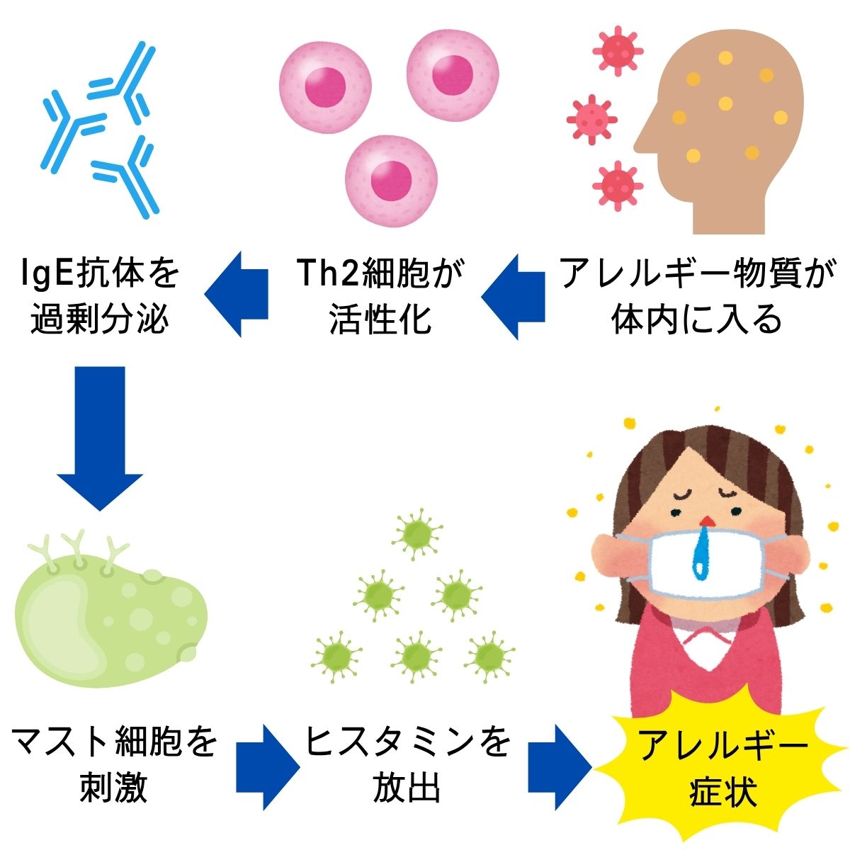 アレルギー症状のメカニズム