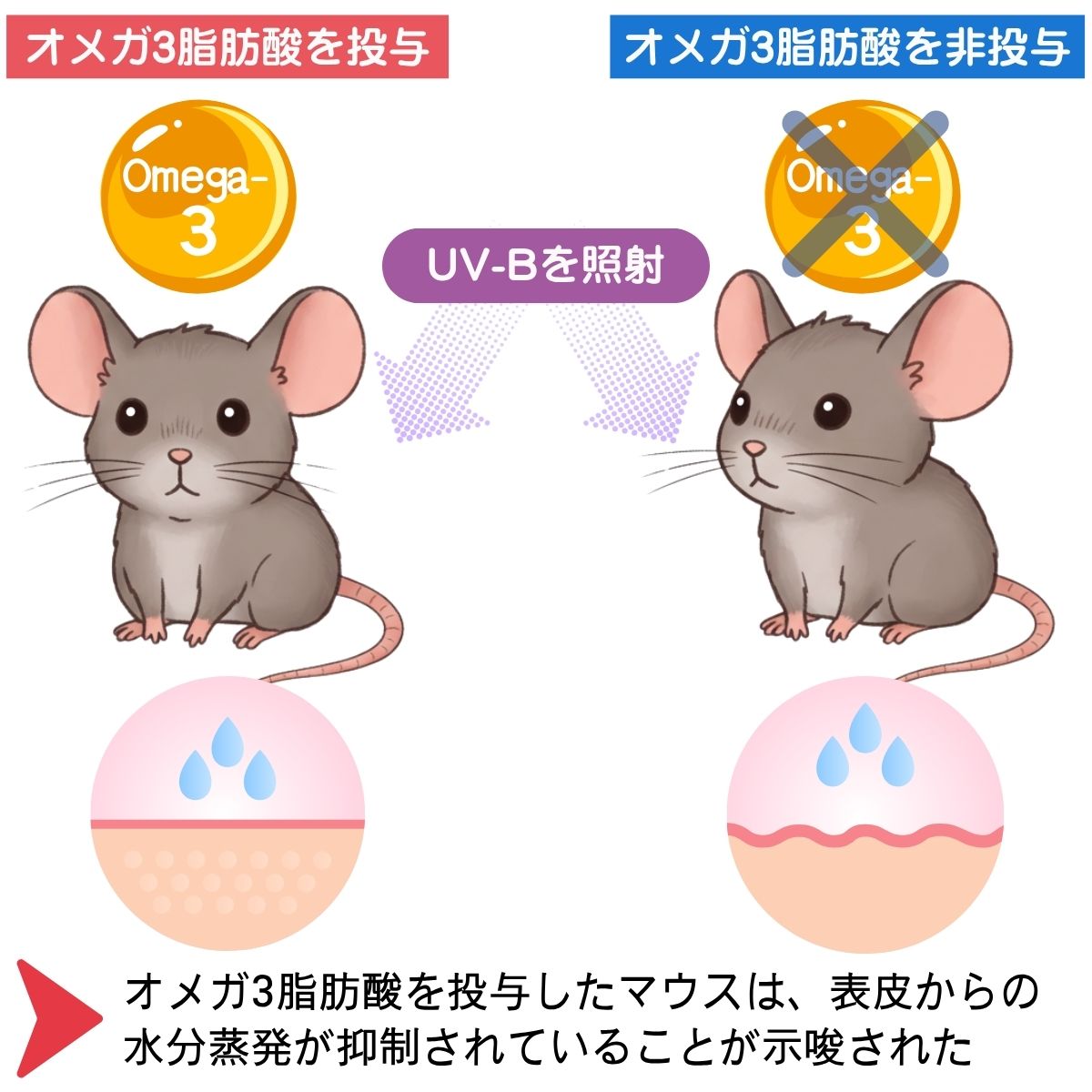 オメガ3による肌の水分保持