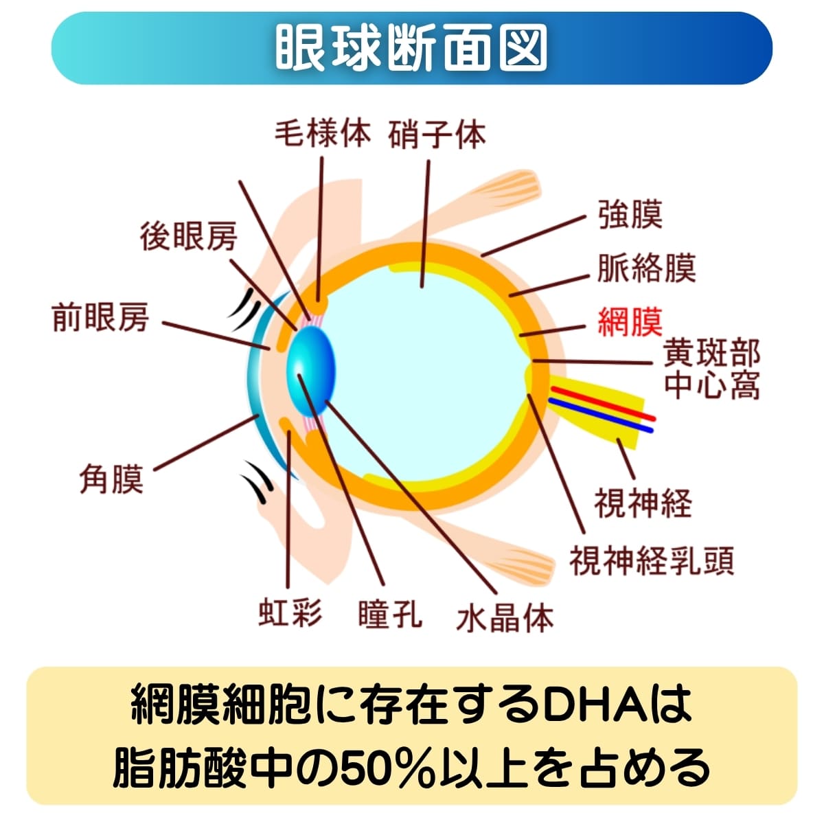 DHAは網膜細胞に存在する脂肪酸の50%以上を占める