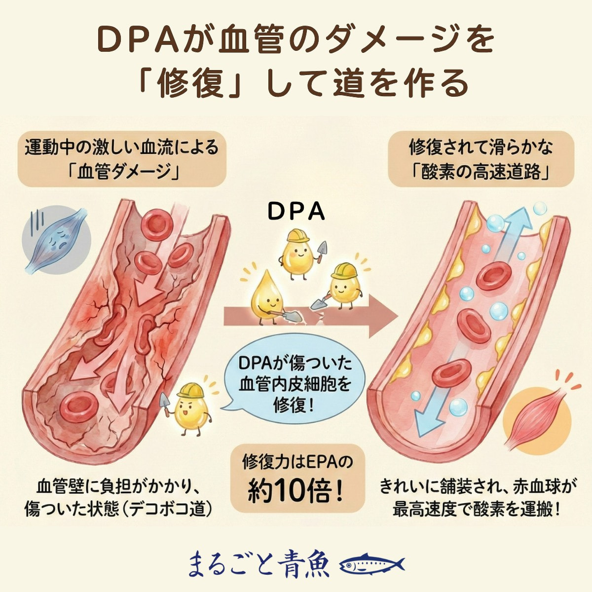 血管のダメージを「修復」して道を作るDPA