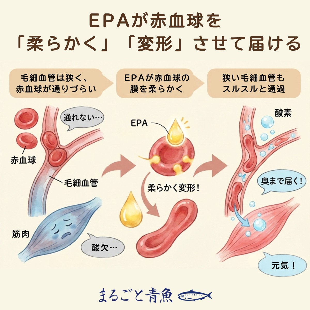 EPAには赤血球の膜を柔らかくし、細い毛細血管を形を変えながらスムーズに通過する「変形能」と呼ばれる能力を高める働きがあります
