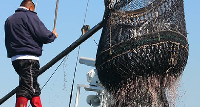銚子沖の水揚げ写真