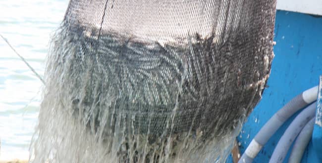 銚子沖の水揚げ写真