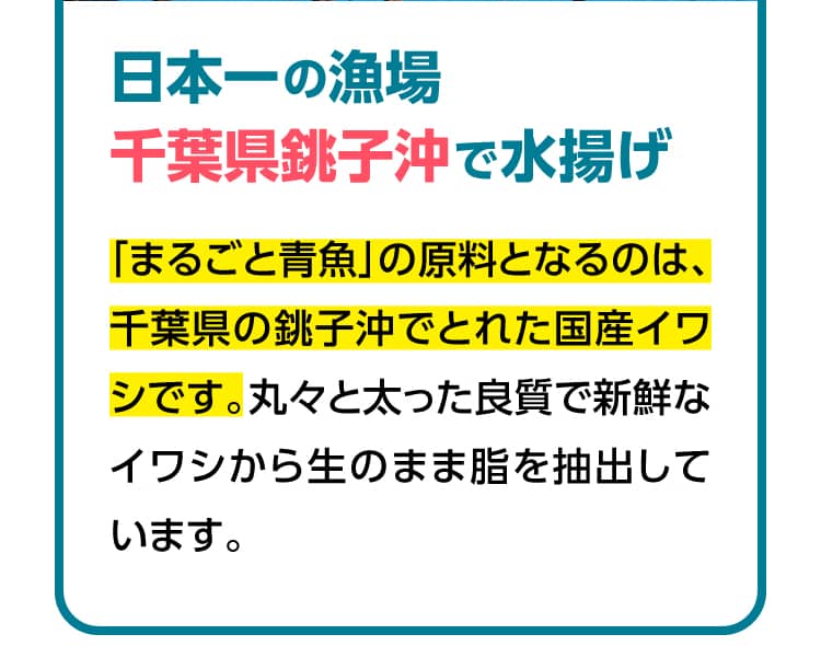 日本一の漁場千葉県銚子沖で水揚げ「まるごと青魚」の原料となるのは、千葉県の銚子沖でとれた国産イワシです。丸々と太った良質で新鮮なイワシから生のまま脂を抽出しています。