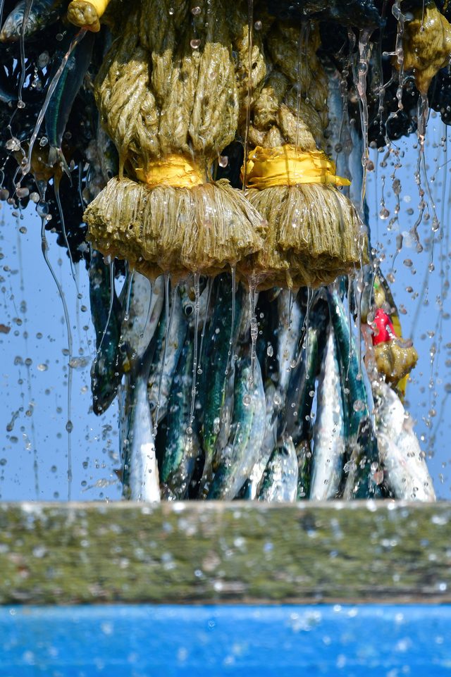 水揚げされる国産イワシ